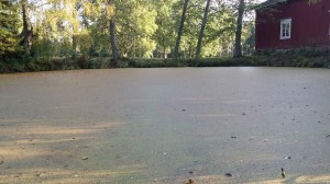 isolimaska-spirodela-polyrrhiza3