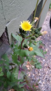 kaalivalvatti-sonchus-oleraceus