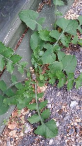 kaalivalvatti-sonchus-oleraceus3