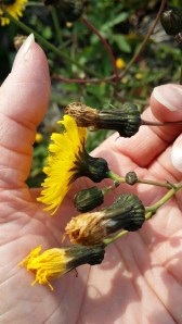 kaljupeltovalvatti-sonchus-arvensis-var-glabrescens