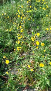 kaljupeltovalvatti-sonchus-arvensis-var-glabrescens2