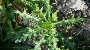 kaljupeltovalvatti-sonchus-arvensis-var-glabrescens3