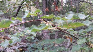 metsälehmus-tilia-cordata3