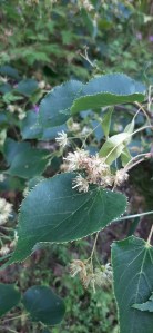 metsälehmus-tilia-cordata4