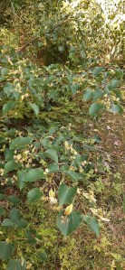 metsälehmus-tilia-cordata6