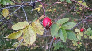 orjanruusu-rosa-dumalis