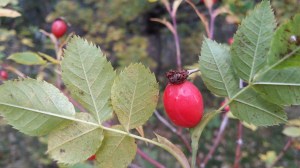 orjanruusu-rosa-dumalis2