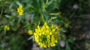 peltoukonnauris-erysimum-cheiranthoides