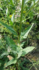 peltoukonnauris-erysimum-cheiranthoides3