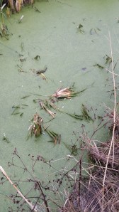 pikkulimaska-lemna-minor