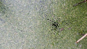 pikkulimaska-lemna-minor2