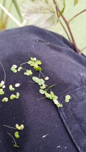 pikkulimaska-lemna-minor3