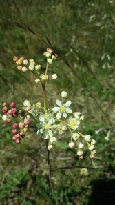 sikoangervo-filipendula-vulgaris3
