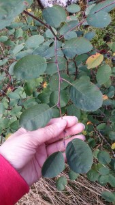 isotuomipihlaja-amelanchier-spicata2