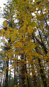 isotuomipihlaja-amelanchier-spicata5