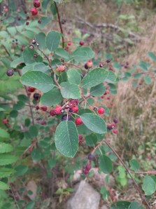 isotuomipihlaja-amelanchier-spicata6