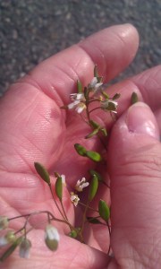 kevätkynsimö-erophila-verna