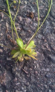 kevätkynsimö-erophila-verna3