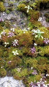 kevätkynsimö-erophila-verna4