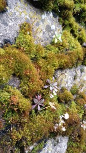 kevätkynsimö-erophila-verna5