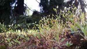 kevätkynsimö-erophila-verna7