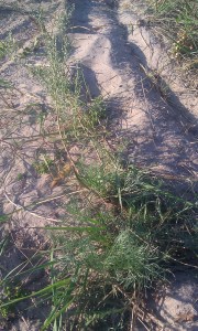 peramerenketomaruna-artemisia-campestris-ssp-bottnica