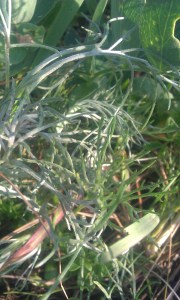 peramerenketomaruna-artemisia-campestris-ssp-bottnica2