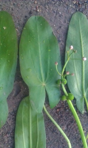 uistinkeiholehti-sagittaria-natans-x-sagittifolia