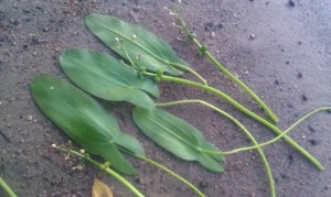 uistinkeiholehti-sagittaria-natans-x-sagittifolia2