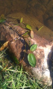 uistinvita-potamogeton-natans