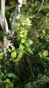 lännenisomaksaruoho-hylothelephium-telephium-ssp-maximum