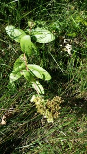 lännenisomaksaruoho-hylothelephium-telephium-ssp-maximum2