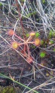 pyöreälehtikihokki-drosera-rotundifolia