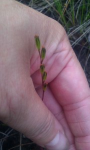 pyöreälehtikihokki-drosera-rotundifolia2