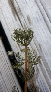 tähkä-ärviä-myriophyllum-spicatum3