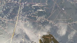 tähkä-ärviä-myriophyllum-spicatum4