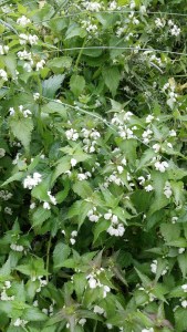 valkopeippi-lamium-album3