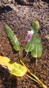 vesitatar-persicaria-amphibia1