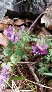 hentokiurunkannus-corydalis-intermedia2