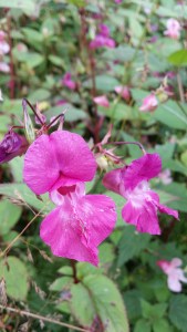 jättipalsami-impatiens-glandulivera1