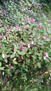 jättipalsami-impatiens-glandulivera2