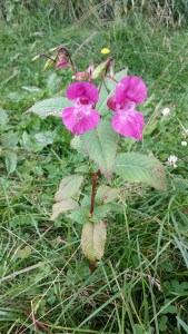jättipalsami-impatiens-glandulivera3
