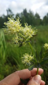 keltaängelmä-thalictrum-flavum
