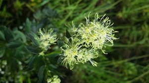 keltaängelmä-thalictrum-flavum3