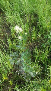 keltaängelmä-thalictrum-flavum4