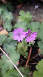 pyreneittenkurjenpolvi-geranium-pyrenaicum1