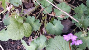 pyreneittenkurjenpolvi-geranium-pyrenaicum3
