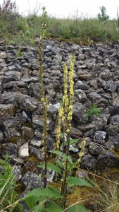 tummatulikukka-verbascum-nigrum4