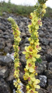 tummatulikukka-verbascum-nigrum5
