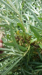 tyrni-hippophae-rhamnoides